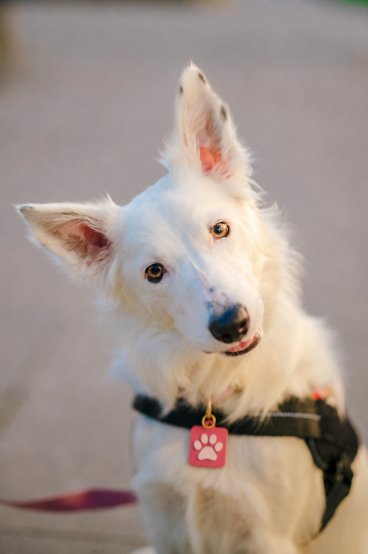 KINOFIL SMART TAG PET